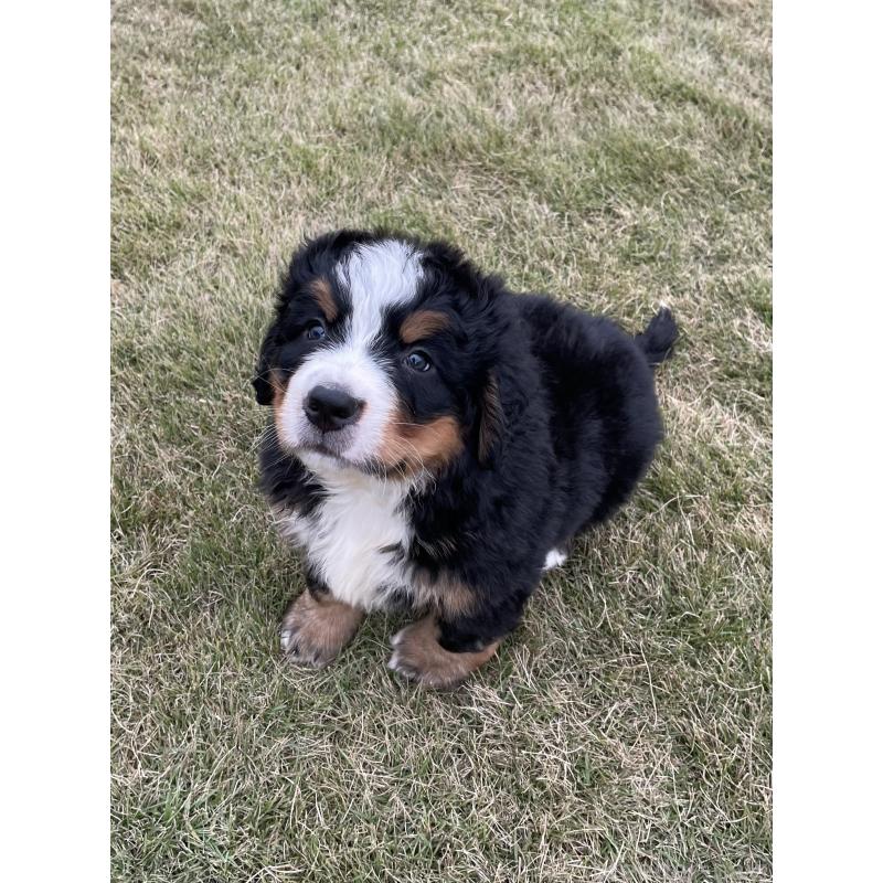 成約済の茨城県のバーニーズマウンテンドッグ-425294の7枚目