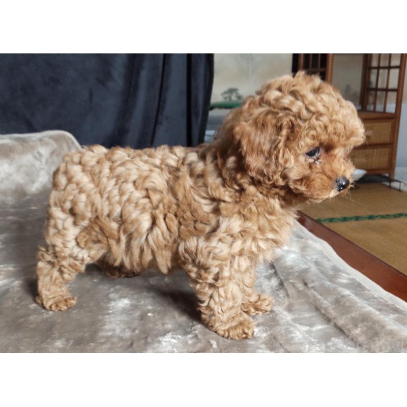 販売中の秋田県のマルプー:マルチーズ×トイプードル-415047の4枚目