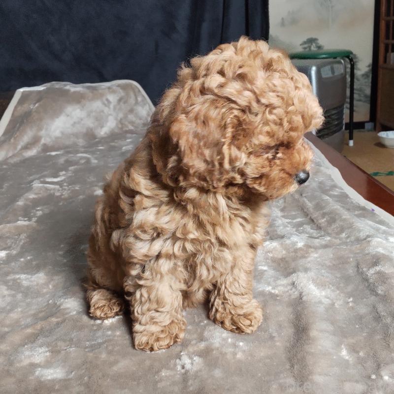 販売中の秋田県のマルプー:マルチーズ×トイプードル-415047の3枚目