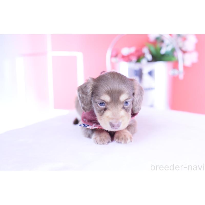 販売中の愛知県のカニンヘンダックスフンド(ロングヘアード)-428203の15枚目