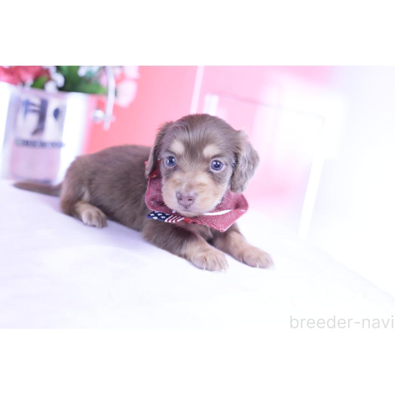 販売中の愛知県のカニンヘンダックスフンド(ロングヘアード)-428203の12枚目