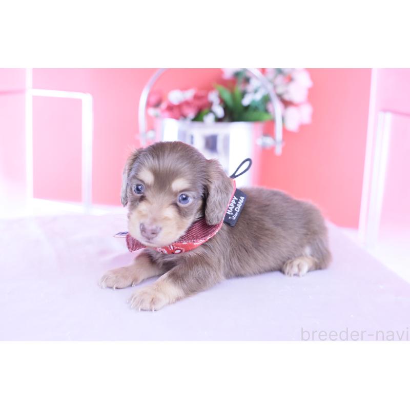 販売中の愛知県のカニンヘンダックスフンド(ロングヘアード)-428203の11枚目