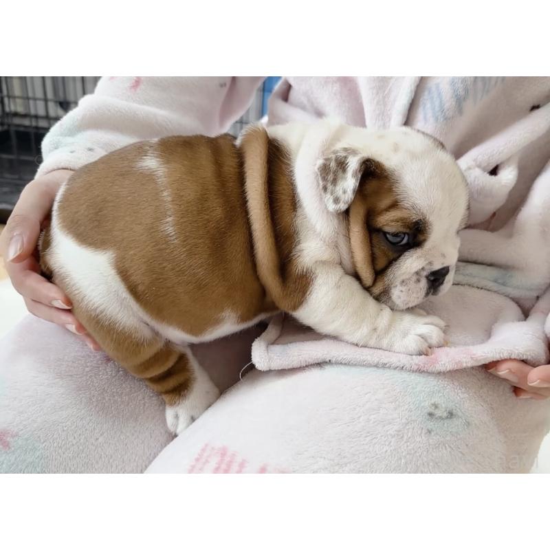 販売中の埼玉県のブルドッグ-428204の3枚目