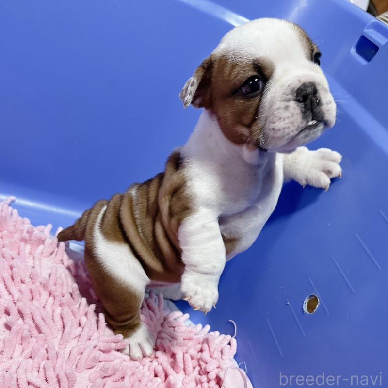 販売中の埼玉県のブルドッグ-428204の2枚目