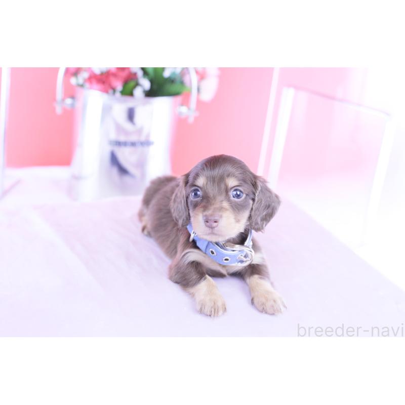 販売中の愛知県のカニンヘンダックスフンド(ロングヘアード)-428205の6枚目