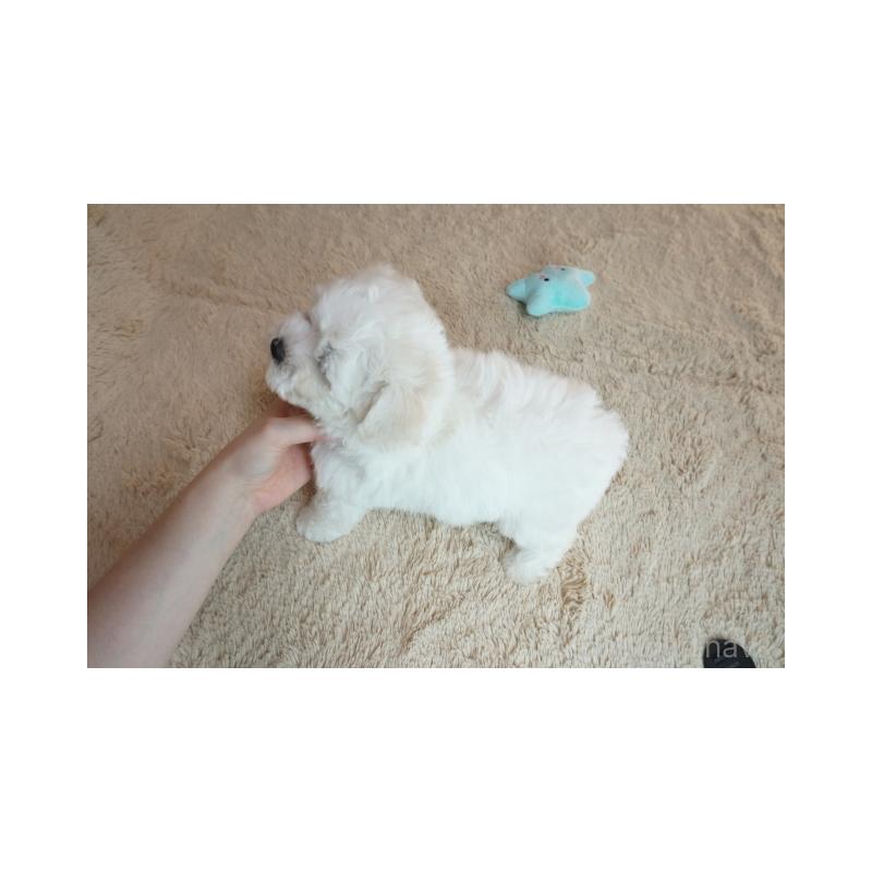 販売中の奈良県のビションフリーゼ-428206の5枚目