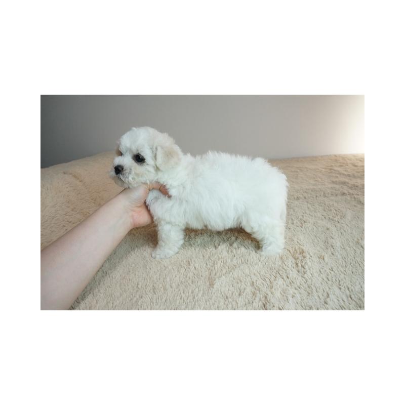 販売中の奈良県のビションフリーゼ-428206の4枚目