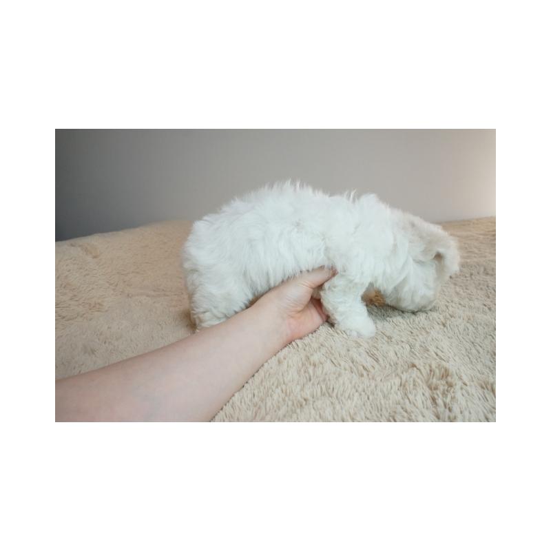 販売中の奈良県のビションフリーゼ-428206の3枚目