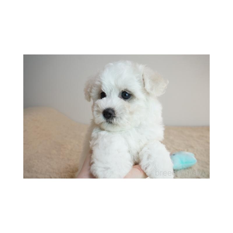 販売中の奈良県のビションフリーゼ-428206の2枚目