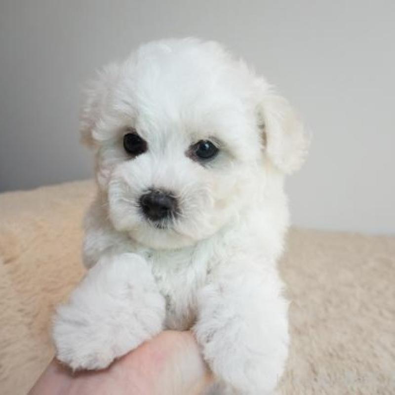 販売中の奈良県のビションフリーゼ-428206の1枚目