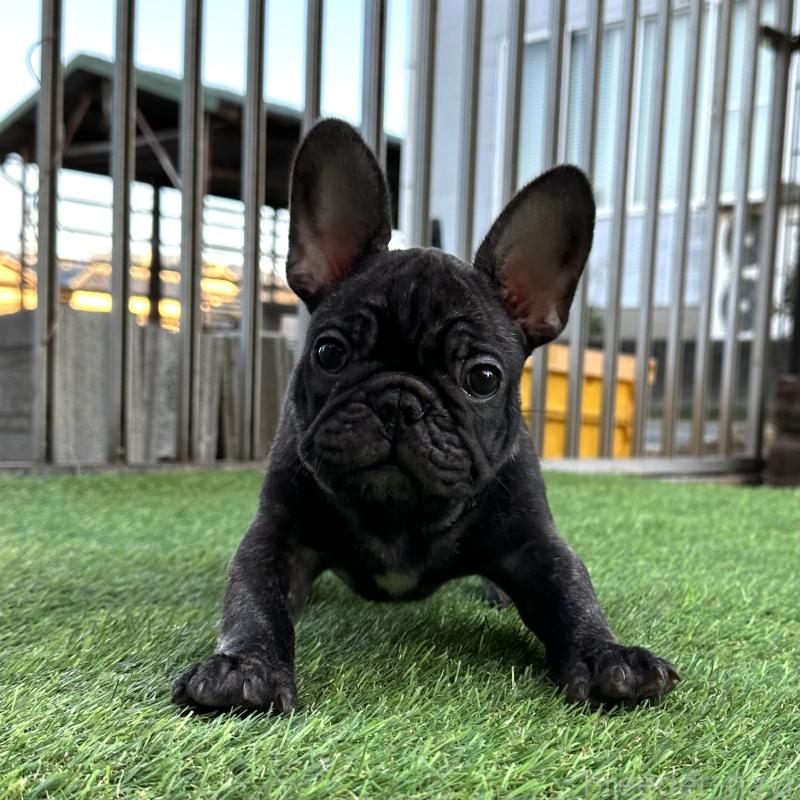 販売中の兵庫県のフレンチブルドッグ-422376