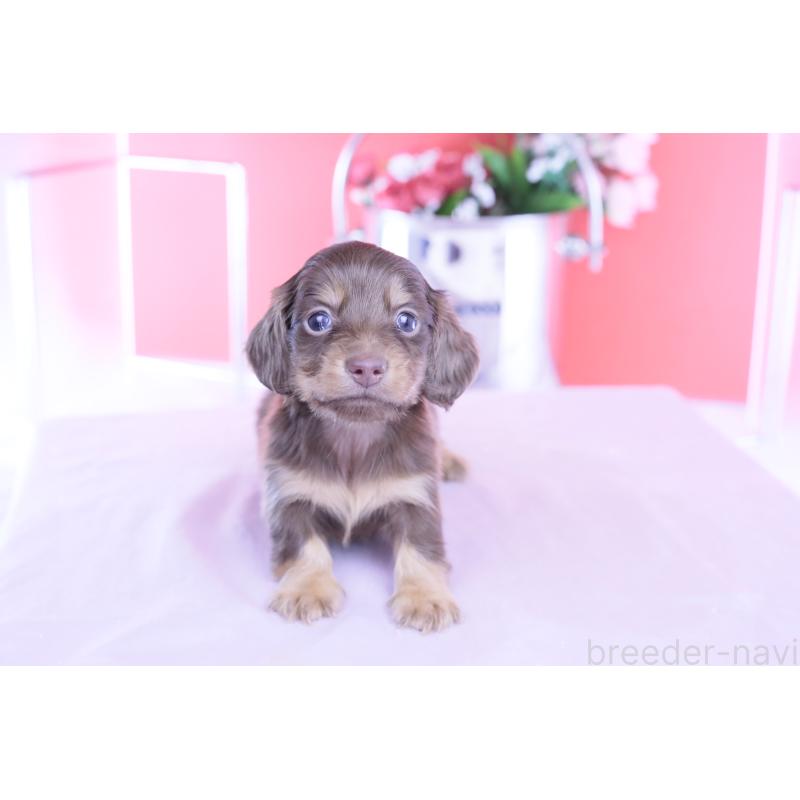 販売中の愛知県のカニンヘンダックスフンド(ロングヘアード)-428208の14枚目