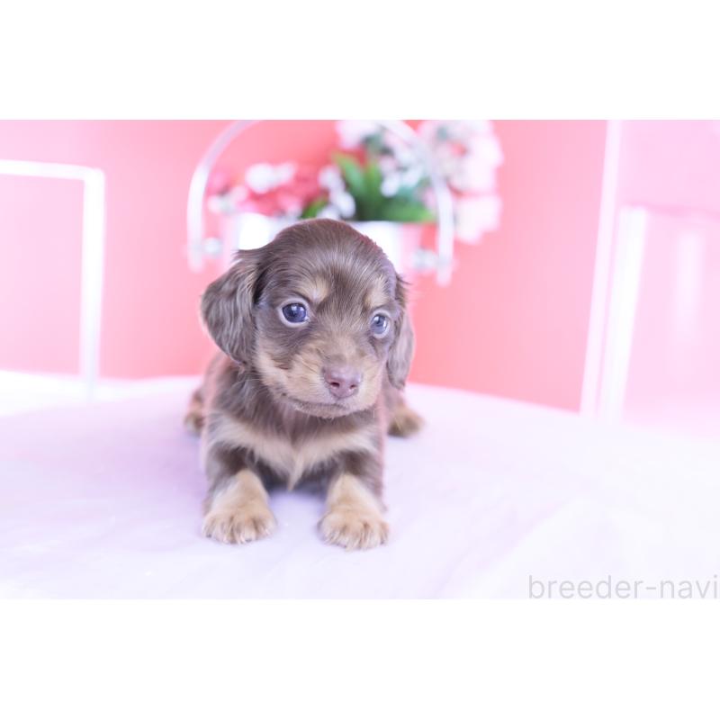 販売中の愛知県のカニンヘンダックスフンド(ロングヘアード)-428208の10枚目