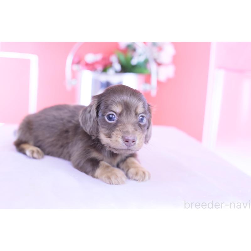 販売中の愛知県のカニンヘンダックスフンド(ロングヘアード)-428208の8枚目