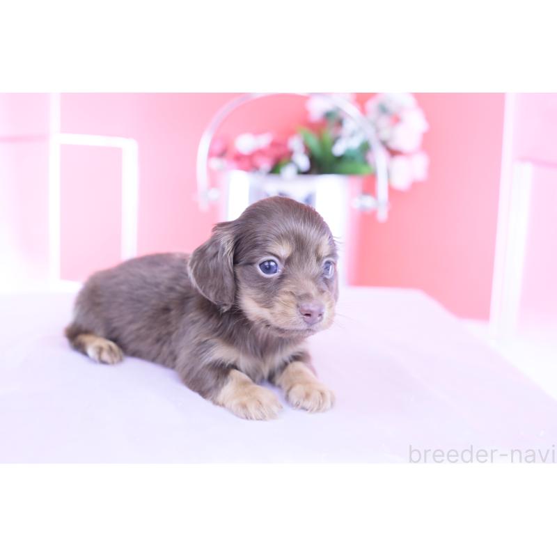 販売中の愛知県のカニンヘンダックスフンド(ロングヘアード)-428208の7枚目