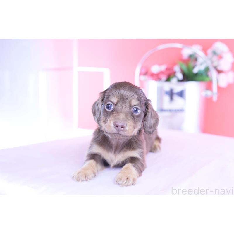 販売中の愛知県のカニンヘンダックスフンド(ロングヘアード)-428208の4枚目