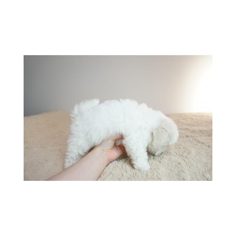 販売中の奈良県のビションフリーゼ-428209の5枚目