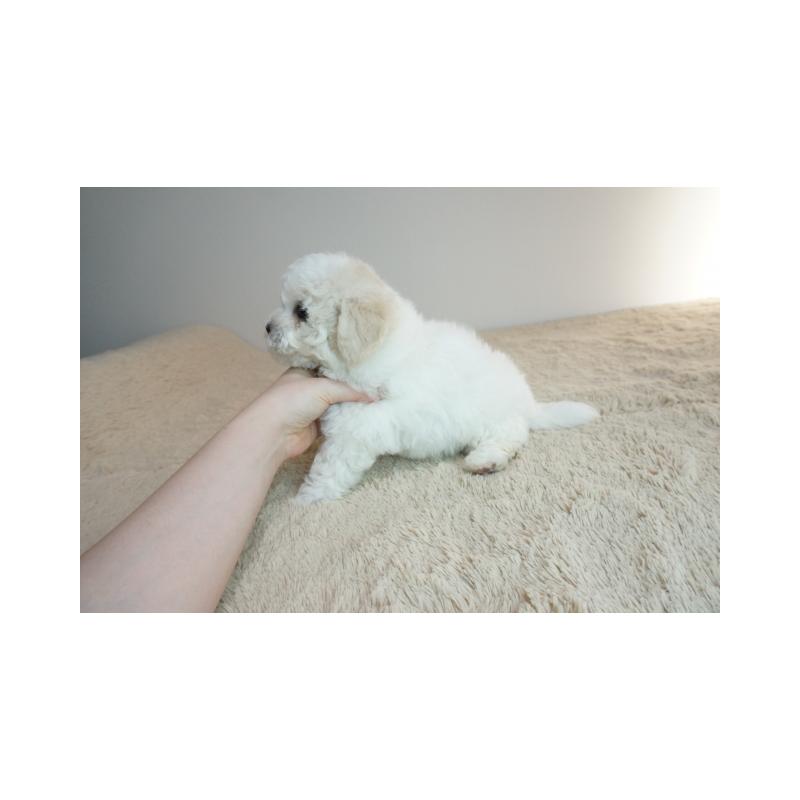 販売中の奈良県のビションフリーゼ-428209の2枚目