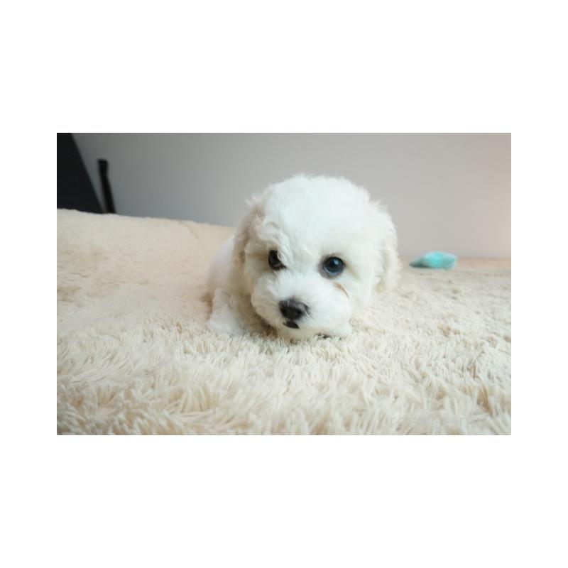 販売中の奈良県のビションフリーゼ-428209の3枚目