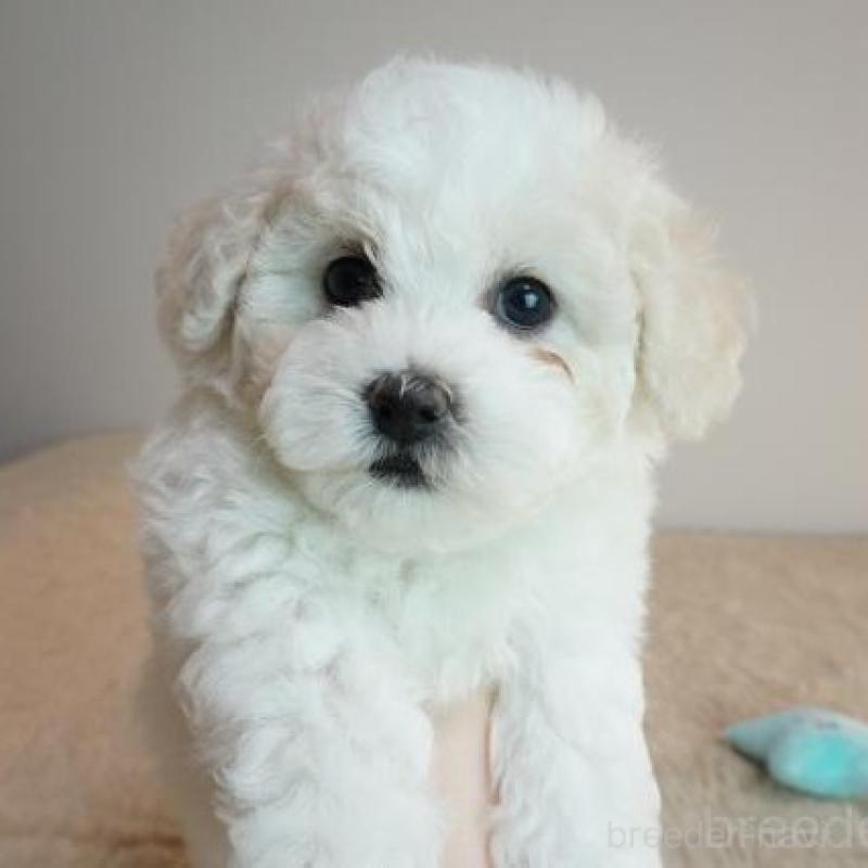 販売中の奈良県のビションフリーゼ-428209