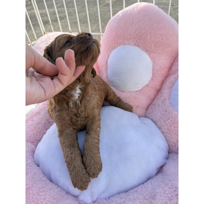 販売中の岐阜県のコッカプー:アメリカンコッカースパニエル×トイプードル-428215の3枚目