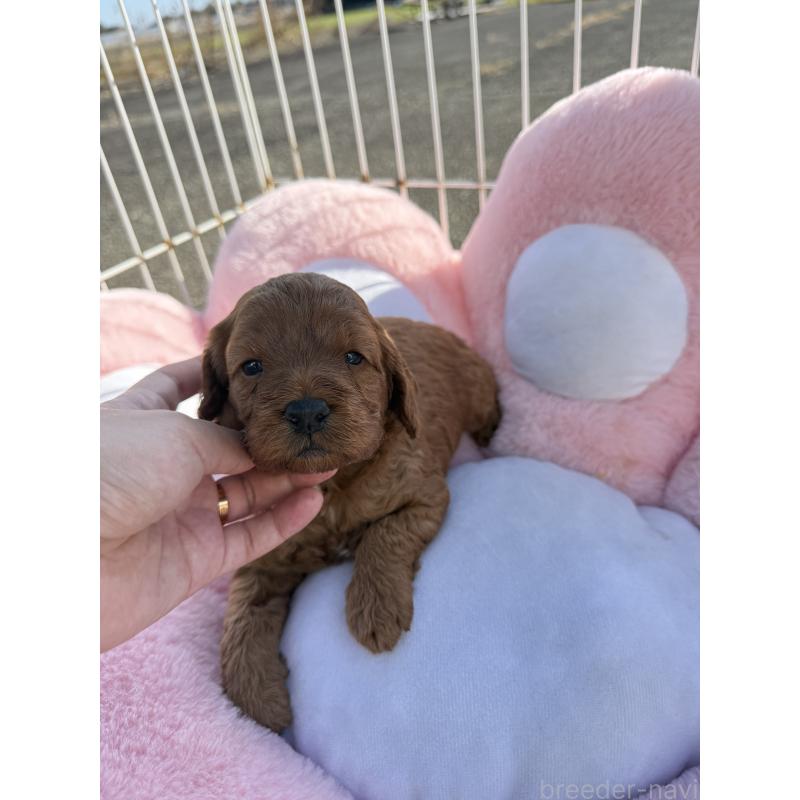 販売中の岐阜県のコッカプー:アメリカンコッカースパニエル×トイプードル-428215の2枚目