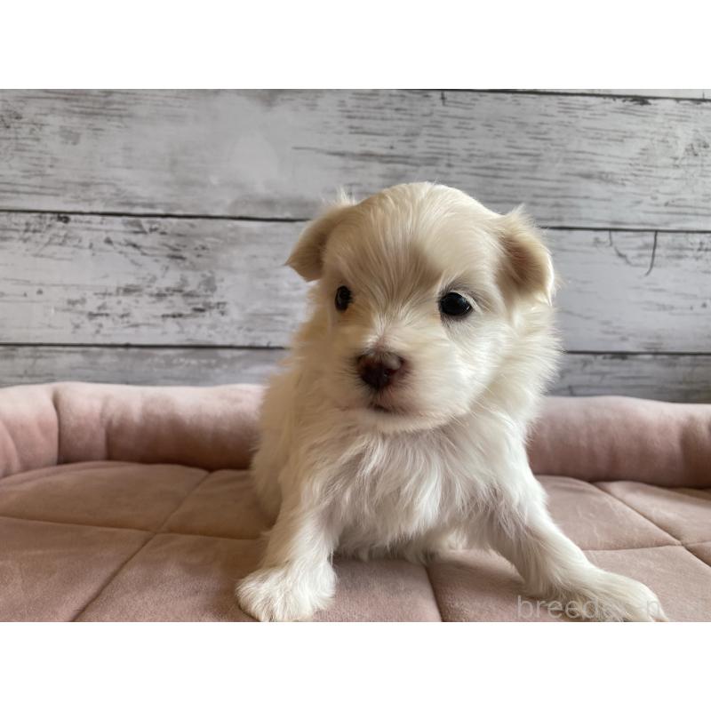 販売中の北海道のマルチーズ-428216の5枚目