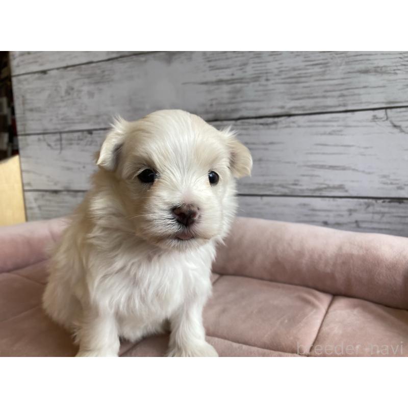 販売中の北海道のマルチーズ-428216の4枚目