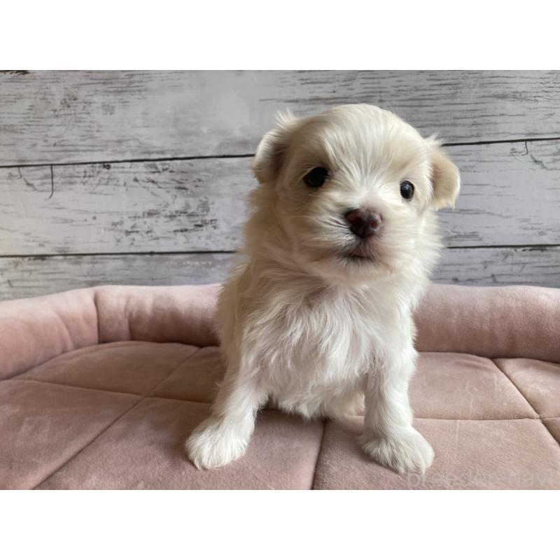 販売中の北海道のマルチーズ-428216の3枚目