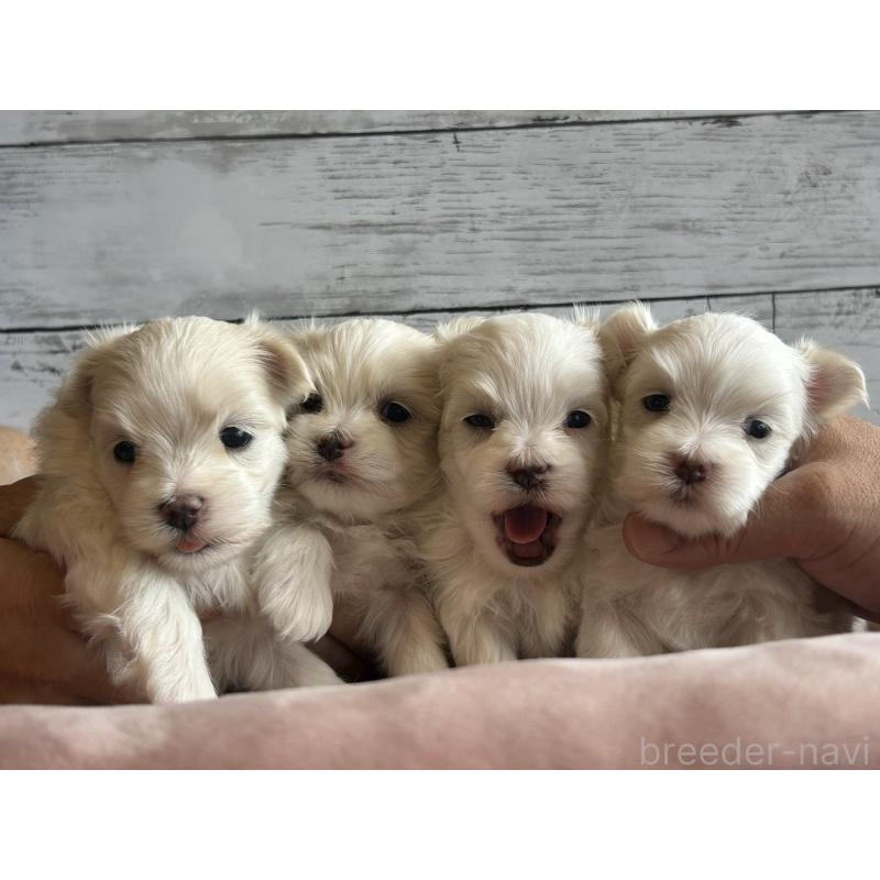 販売中の北海道のマルチーズ-428216の2枚目