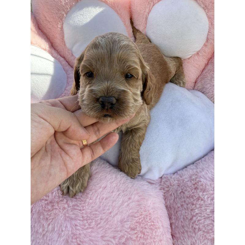販売中の岐阜県のコッカプー:アメリカンコッカースパニエル×トイプードル-428219の3枚目