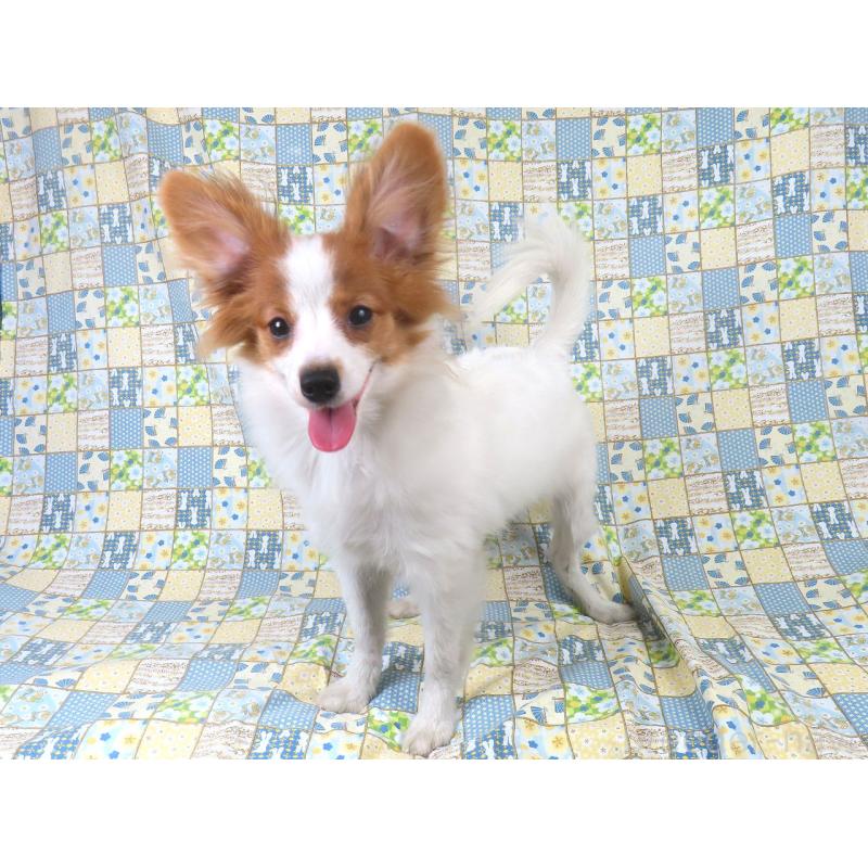 販売中の千葉県のパピヨン-400070の5枚目