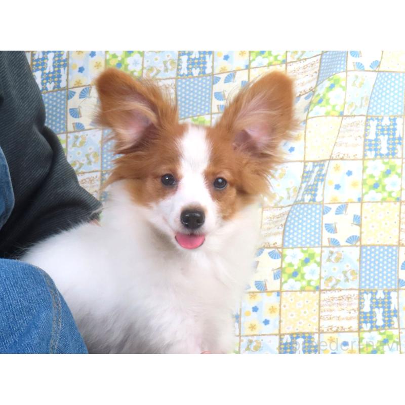 販売中の千葉県のパピヨン-400070の4枚目