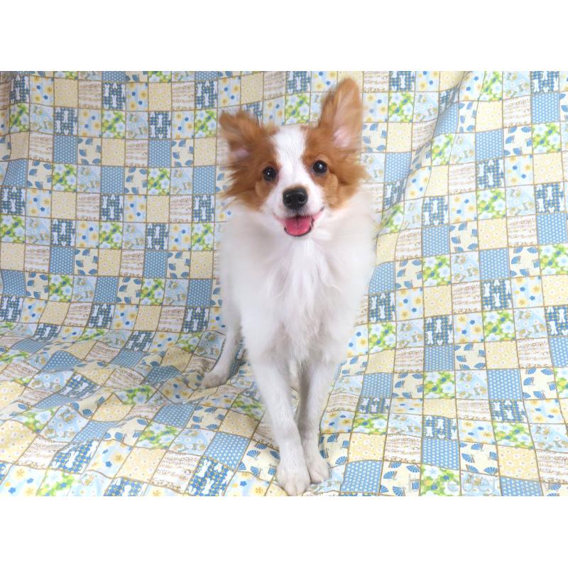 販売中の千葉県のパピヨン-400070の3枚目