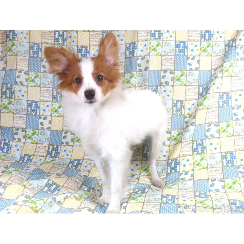 販売中の千葉県のパピヨン-400070の2枚目