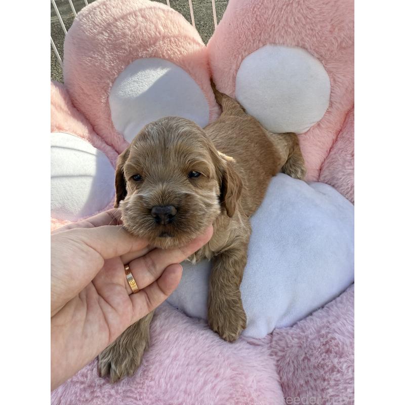 販売中の岐阜県のコッカプー:アメリカンコッカースパニエル×トイプードル-428219の2枚目