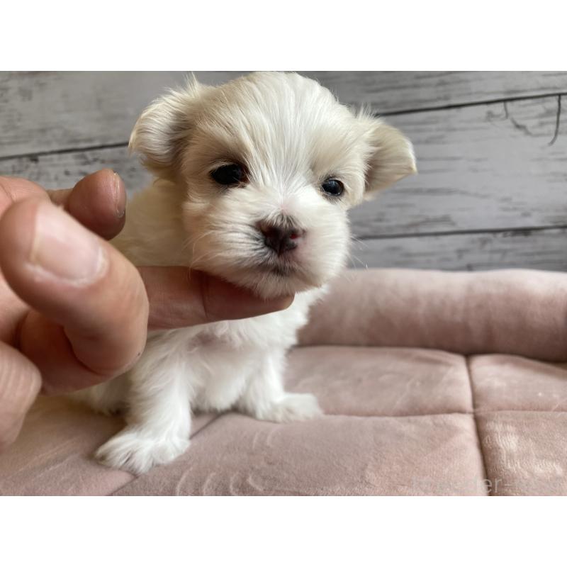 販売中の北海道のマルチーズ-428217の5枚目