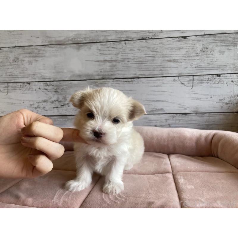 販売中の北海道のマルチーズ-428217の4枚目