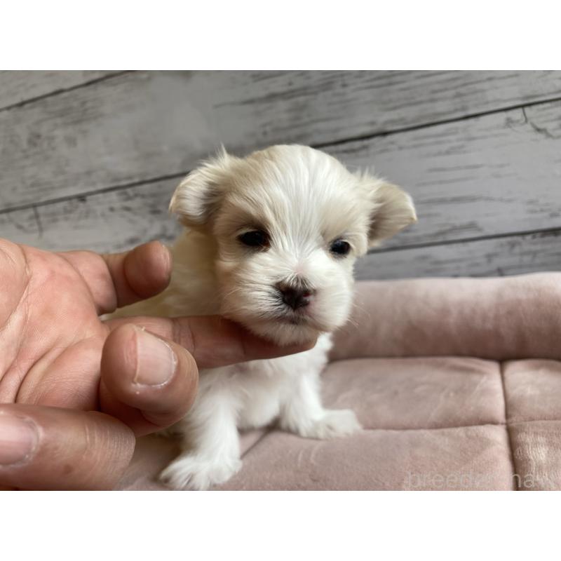 販売中の北海道のマルチーズ-428217の3枚目