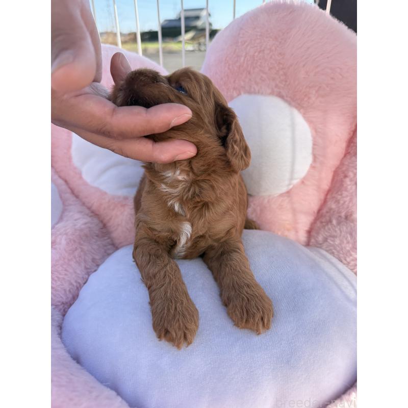 販売中の岐阜県のコッカプー:アメリカンコッカースパニエル×トイプードル-428220の3枚目