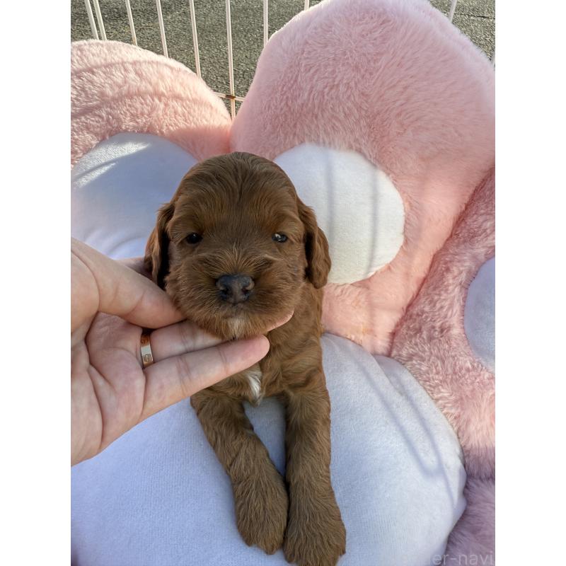 販売中の岐阜県のコッカプー:アメリカンコッカースパニエル×トイプードル-428220の2枚目