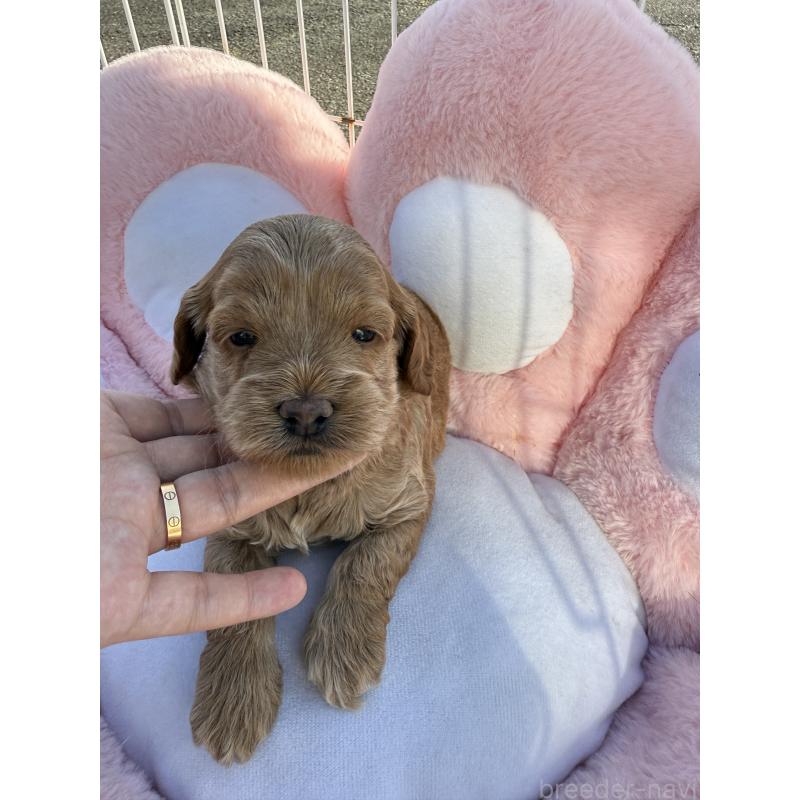 販売中の岐阜県のコッカプー:アメリカンコッカースパニエル×トイプードル-428221の3枚目