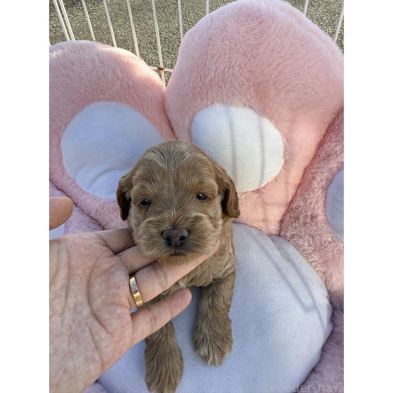 販売中の岐阜県のコッカプー:アメリカンコッカースパニエル×トイプードル-428221の2枚目