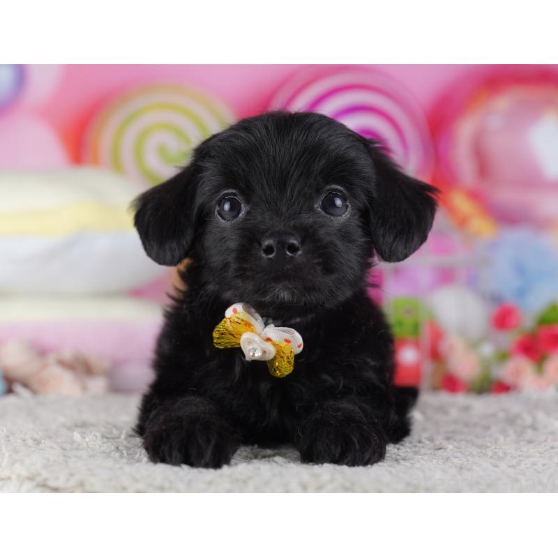 販売中の東京都のチワプー:チワワ×トイプードル-428222の1枚目