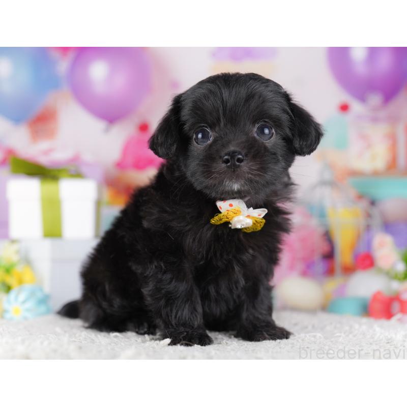 販売中の東京都のチワプー:チワワ×トイプードル-428223