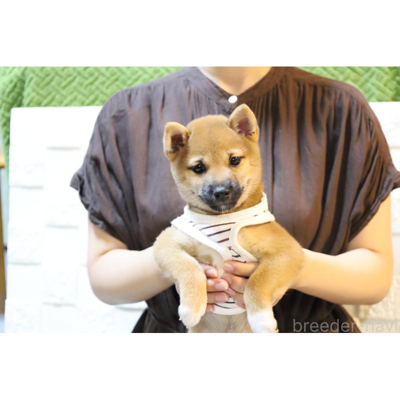 販売中の大分県の豆柴-419143の2枚目