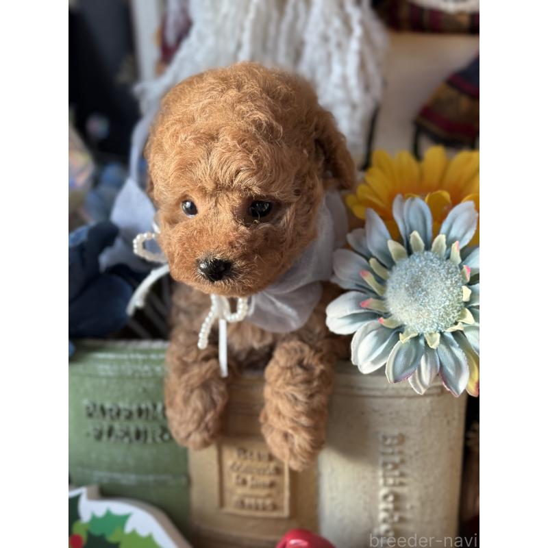 販売中の宮崎県のタイニープードル-428225の5枚目