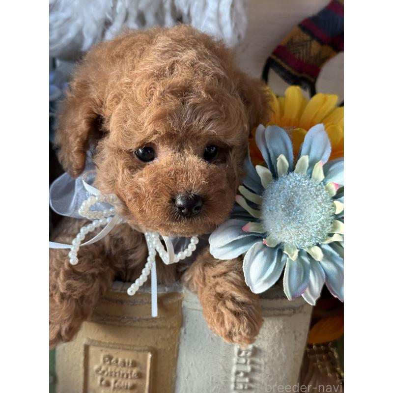 販売中の宮崎県のタイニープードル-428225の4枚目