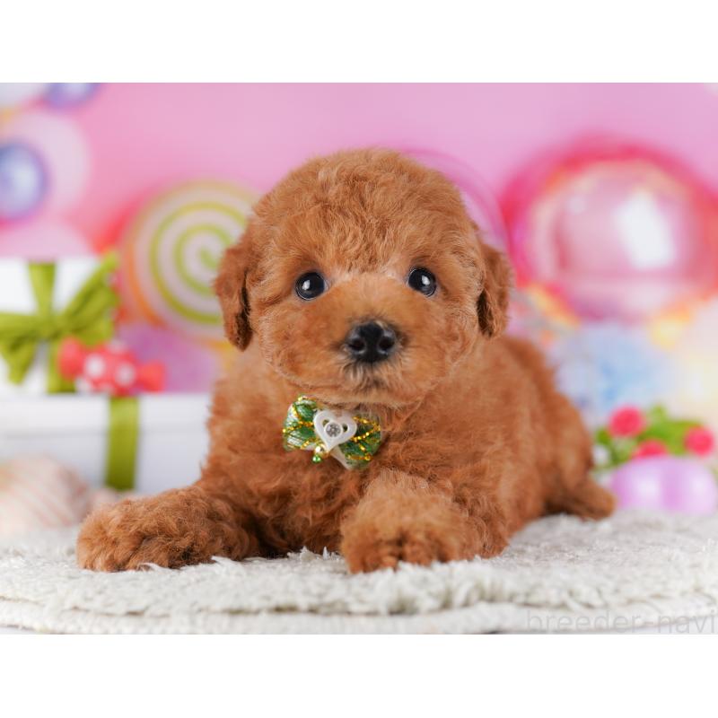 販売中の東京都のトイプードル-428224の1枚目