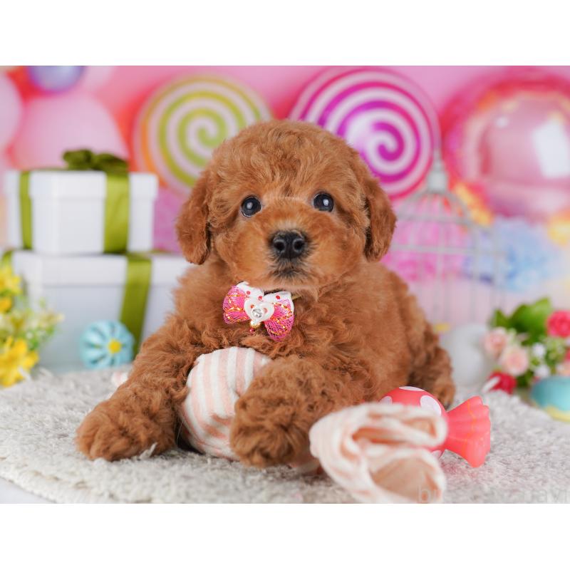 販売中の東京都のトイプードル-428226